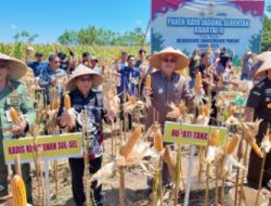 Wapub Takalar bersama Dua Jendral Bintang Dua Ikut Panen Raya Jagung Serentak