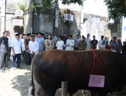 Takalar Terpilih Sebagai Penerima Bantuan Sapi Kurban Presiden: Momen Bersejarah untuk Masyarakat Takalar