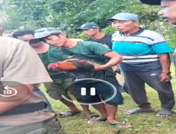 Judi Sabung Ayam di Kajang Diduga Libatkan ASN, Polisi Cuek!