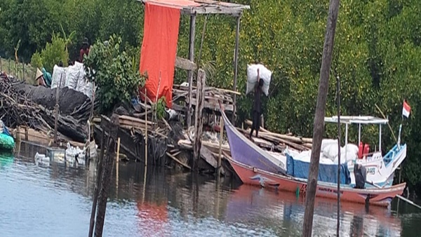 Arang Mangrove Mengalir ke Makassar, Pesisir Tanakeke Perlahan Mati