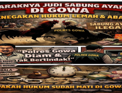 Hukum Seperti Mati di Gowa, Sabung Ayam ‘Menggila’ Tanpa Sentuhan