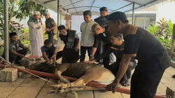 Tiga Sapi Berakhir di Tangan Panitia MaxOne Makassar, Ratusan Warga Ketiban Berkah