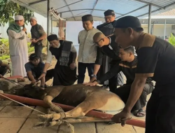 Tiga Sapi Berakhir di Tangan Panitia MaxOne Makassar, Ratusan Warga Ketiban Berkah
