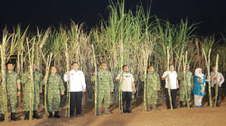 Kolaborasi TNI dan Pemkab Takalar Pecah Rekor Semangat, Panen Raya Tebu Didorong Menuju Swasembada Gula